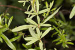 Early St. Johnswort